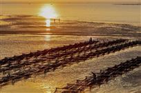 紫菜养殖（组照8张）