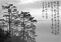 峨眉松