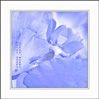 风过荷塘十里香