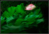 风荷似醉和花舞