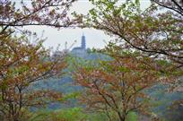 标题《春色满园》