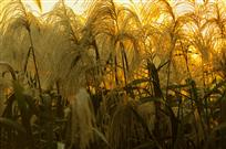 标题《金色芦花》