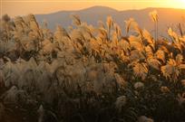 标题《芦花夕照》