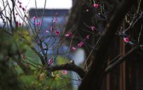 标题《清清幽香》