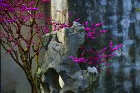 标题《山石花红》