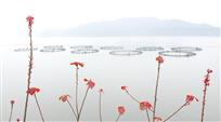 初春万安湖