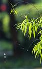 春雨