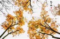 秋色赋
