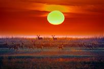 《朝霞映染湿地美》