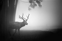 《麋鹿园之晨》