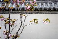 春到古城