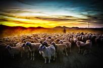 暮归的羊群