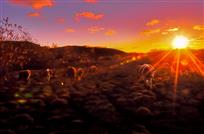 晚霞辉映回家路