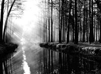 《神秘的水上森林》