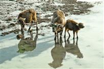 大牛，前方有人