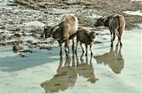 大牛小牛小小牛