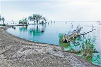 滩涂·苍柳·巢湖