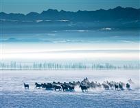 奔腾——郑焕安&nbsp;摄