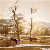 觅冬——郑焕安&nbsp;摄