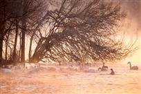 天鹅湖——郑焕安&nbsp;摄