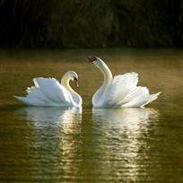 天鹅之恋（1-4）——郑焕安&nbsp;摄