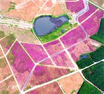 七彩玫瑰园
