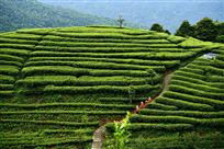 茶园春色