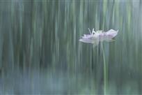 清水芙蓉