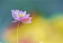 映日荷花