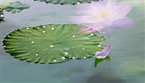 雨后