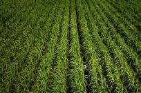 《甜甜甘蔗林》