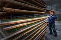 《烘茶人生(组照)》