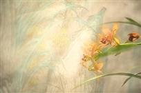 亦真亦假兰花