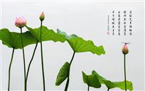 小荷才露尖尖角