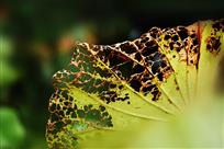 最后的奉献（画意残荷）