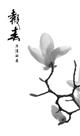 玉兰报春