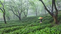 茶园烟雨