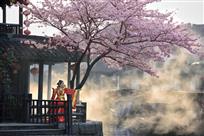 《古镇樱花》