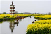 千垛黄花水中游