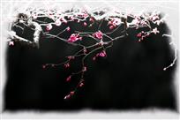 一树寒梅白玉条