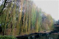 七彩垂柳
