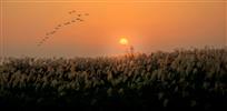 芦花夕照