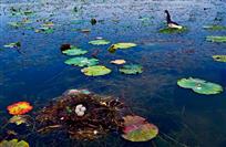 洞庭湿地我的家