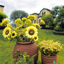 滨湖小区美如画