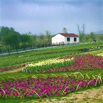 农庄春色