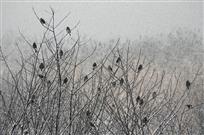 雾雪枝头鸟鸣声
