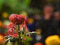 《菊芳竹影》