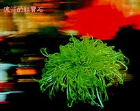 流淌的红宝石