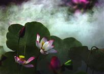 《荷塘烟霞》