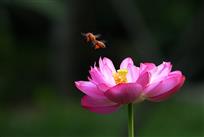 《满载而归》